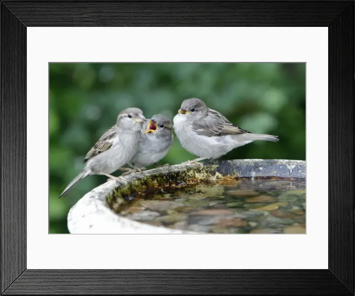 Framed Print : House Sparrow - female feeding two fledgelings - Lower Saxony - Germany