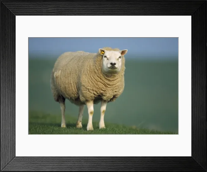Framed Print : Texel Sheep - ewe Framed Print : Texel Sheep - ewe