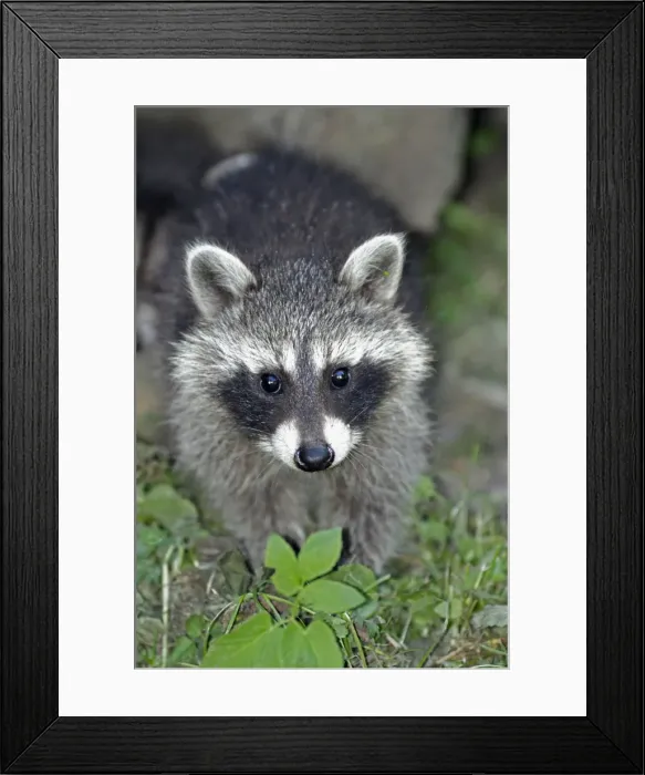 Framed Print : Raccoon - baby animal searching for food - Hessen - Germany