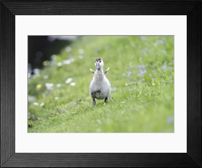 Framed Print : Egyptian Goose - gosling shaking off water - on meadow - Hessen - Germany Framed Print : Egyptian Goose - gosling shaking off water - on meadow - Hessen - Germany