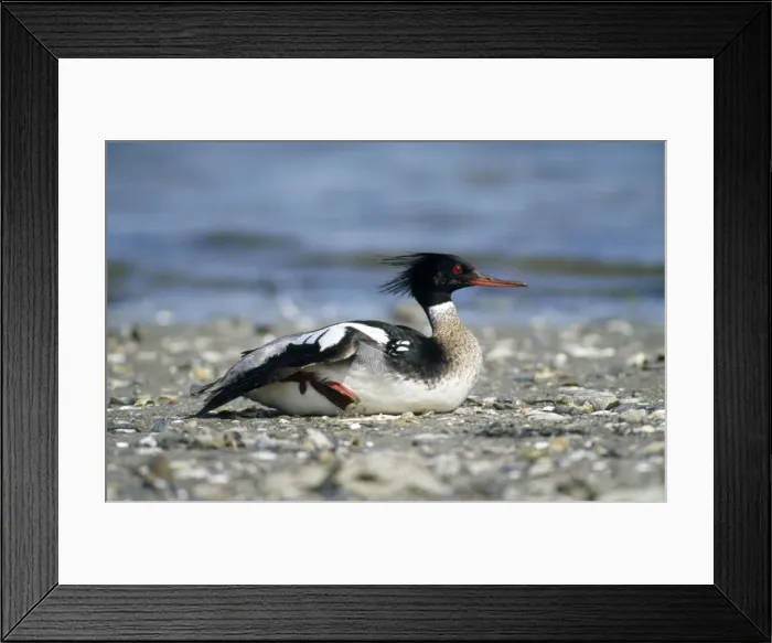 Framed Print : Red-breasted Merganser Duck - male resting on seashore Framed Print : Red-breasted Merganser Duck - male resting on seashore