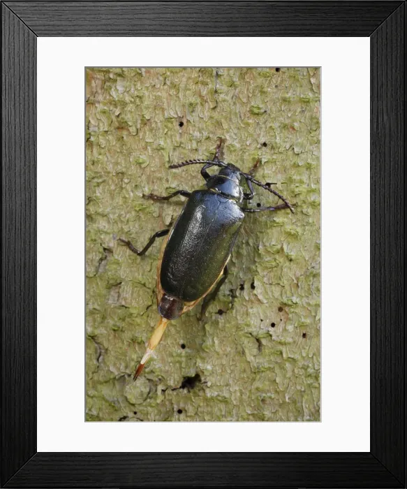 Framed Print : Sawyer / Tanner Beetle - female on tree stump - Lower Saxony - Germany Framed Print : Sawyer / Tanner Beetle - female on tree stump - Lower Saxony - Germany