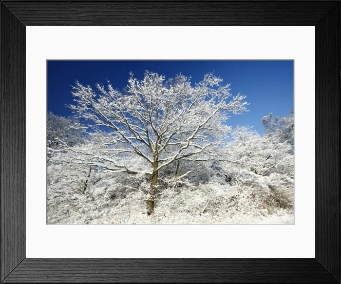 Framed Print : Oak Tree - tree in mature hedge covered in snow - Harz Mountains - Lower Saxony - Germany Framed Print : Oak Tree - tree in mature hedge covered in snow - Harz Mountains - Lower Saxony - Germany