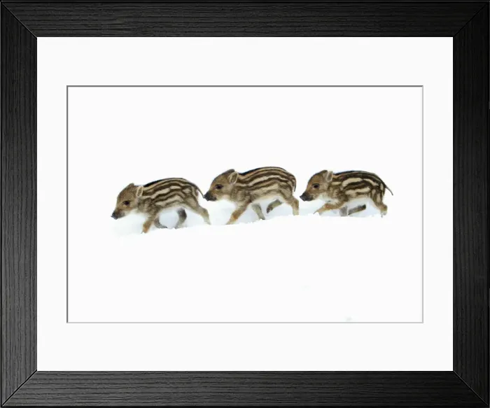 Framed Print : European Wild Pig / Boar - three piglets in snow - Hessen - Germany Framed Print : European Wild Pig / Boar - three piglets in snow - Hessen - Germany