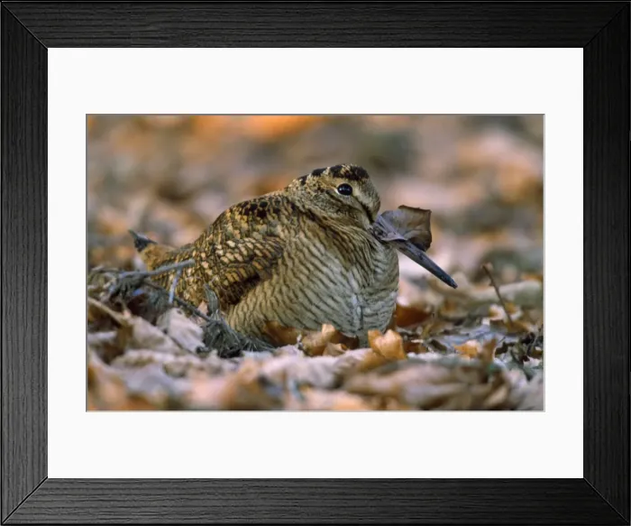 Framed Print : Woodcock - resting on woodland floor Framed Print : Woodcock - resting on woodland floor