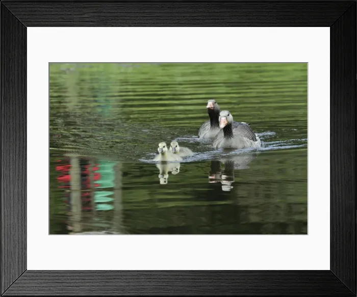 Framed Print : Greylag Goose - Parents with goslings on lake - Hessen - Germany Framed Print : Greylag Goose - Parents with goslings on lake - Hessen - Germany