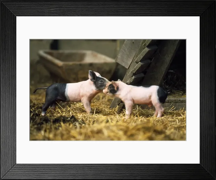 Framed Print : Dpmestic Pig - Haellisches Piglets, old German breed Framed Print : Dpmestic Pig - Haellisches Piglets, old German breed