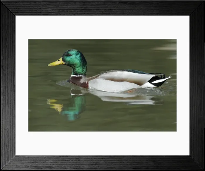 Framed Print : Mallard - drake swimming on lake - Hessen - Germany Framed Print : Mallard - drake swimming on lake - Hessen - Germany