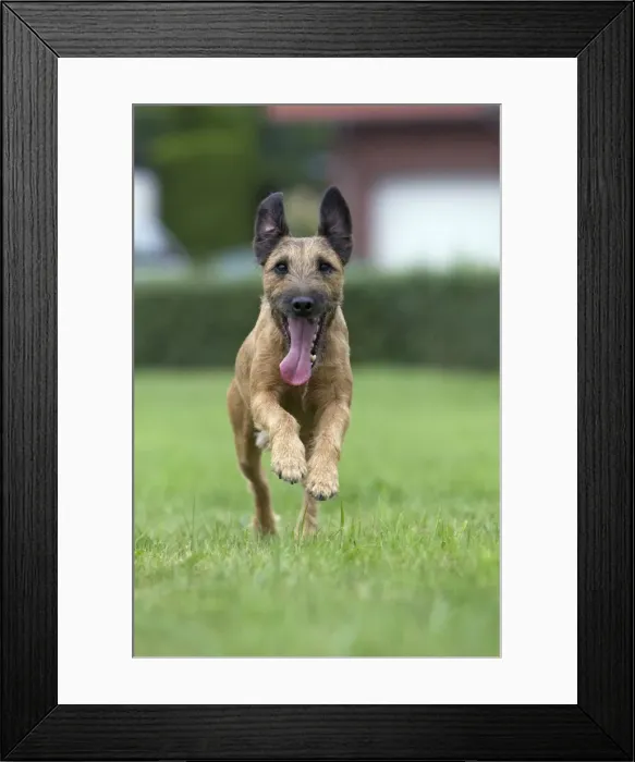 Framed Print : Dog - Westfalen Terrier - running in garden - Lower Saxony - Germany Framed Print : Dog - Westfalen Terrier - running in garden - Lower Saxony - Germany