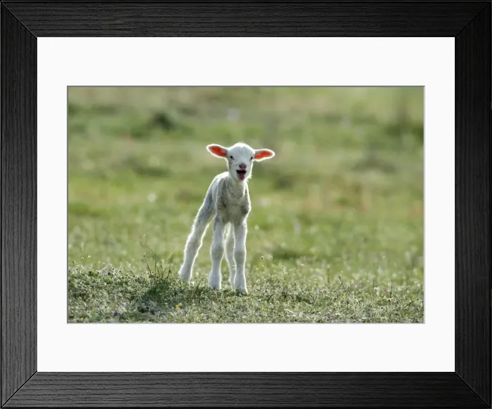 Framed Print : Merino Sheep - lamb, calling for its mother, Alentejo, Portugal Framed Print : Merino Sheep - lamb, calling for its mother, Alentejo, Portugal