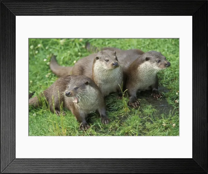 Framed Print : European Otters Framed Print : European Otters