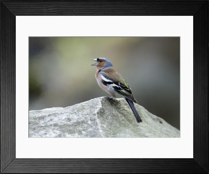 Framed Print : Chaffinch - male singing from stone - Hessen - Germany Framed Print : Chaffinch - male singing from stone - Hessen - Germany