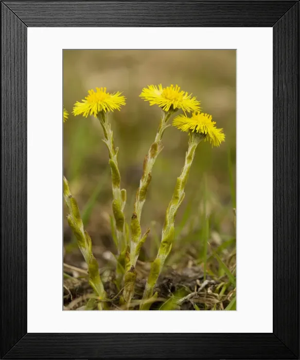Framed Print : Common Coltsfoot (Tussilago farfara) in flower, early spring Framed Print : Common Coltsfoot (Tussilago farfara) in flower, early spring
