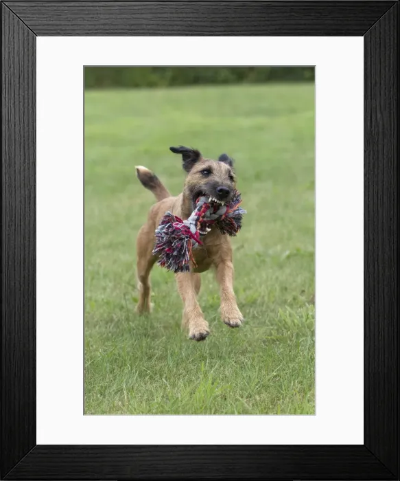 Framed Print : Dog - Westfalen Terrier - playing in garden - Lower Saxony - Germany Framed Print : Dog - Westfalen Terrier - playing in garden - Lower Saxony - Germany