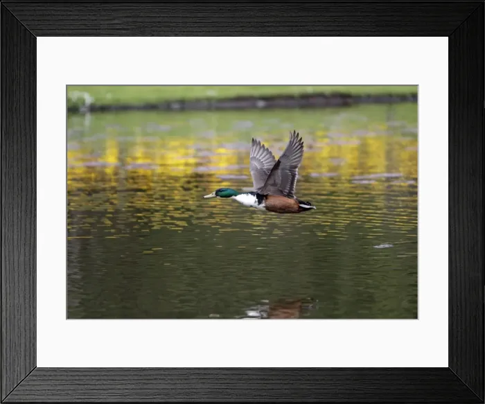 Framed Print : Mallard - hybrid bird in flight - Hessen - Germany Framed Print : Mallard - hybrid bird in flight - Hessen - Germany