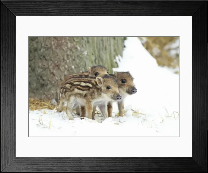 Framed Print : European Wild Pig / Boar - three piglets in snow - winter - Hessen - Germany Framed Print : European Wild Pig / Boar - three piglets in snow - winter - Hessen - Germany