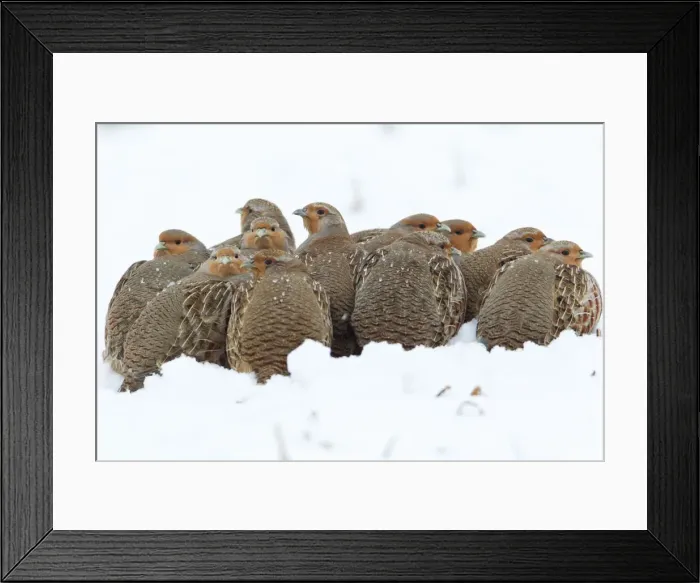 Framed Print : Grey / Common Partridge - covey resting on snow covered field - Lower Saxony - Germany Framed Print : Grey / Common Partridge - covey resting on snow covered field - Lower Saxony - Germany