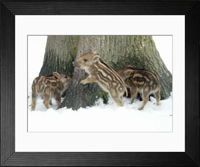 Framed Print : European Wild Pig / Boar - three piglets playing at base of tree stem - in winter - Hessen - Germany Framed Print : European Wild Pig / Boar - three piglets playing at base of tree stem - in winter - Hessen - Germany