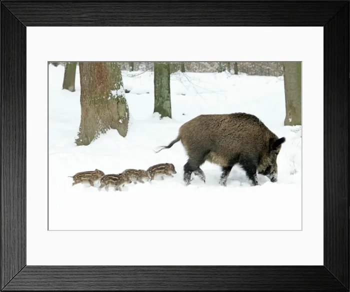Framed Print : European Wild Pig / Boar - sow leading her four piglets though snow covered forest - winter - Hessen - Germany Framed Print : European Wild Pig / Boar - sow leading her four piglets though snow covered forest - winter - Hessen - Germany