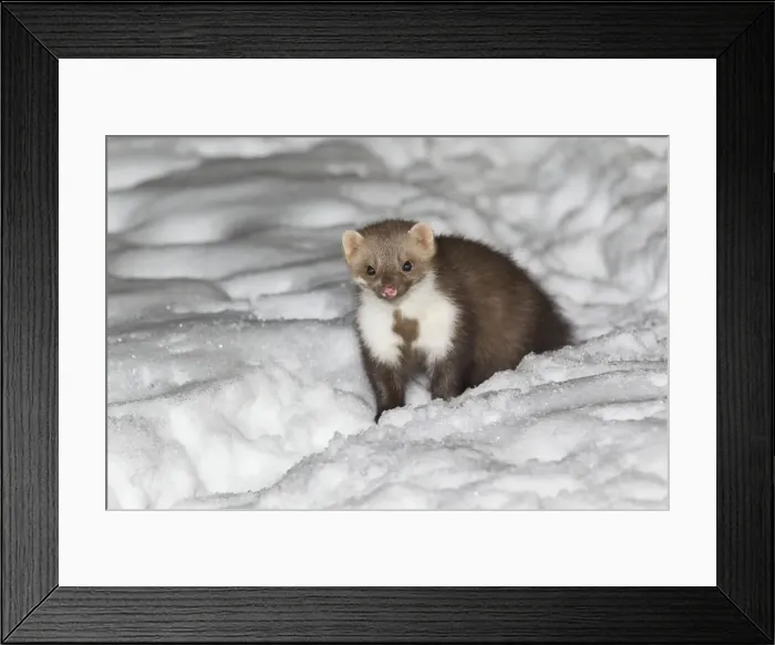 Framed Print : Beech / Stone Marten - in snow covered garden - Lower Saxony - Germany Framed Print : Beech / Stone Marten - in snow covered garden - Lower Saxony - Germany