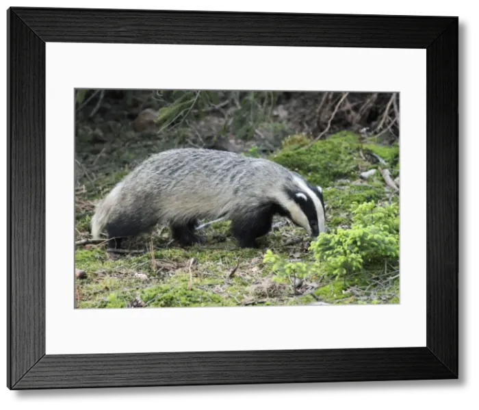Framed Print : Badger - searching for food in forest - Hessen - Germany Framed Print : Badger - searching for food in forest - Hessen - Germany