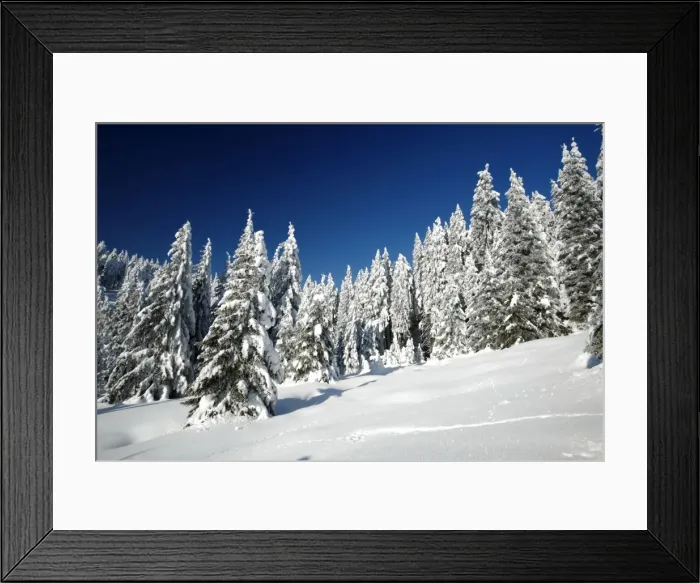 Framed Print : Norway Spruce Trees - covered in winter snow - Brocken mountain - National Park Hochharz - Saxony-Anhalt - Germany Framed Print : Norway Spruce Trees - covered in winter snow - Brocken mountain - National Park Hochharz - Saxony-Anhalt - Germany