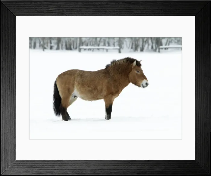 Framed Print : Przewalski Horse - stallion in snow - Hessen - Germany Framed Print : Przewalski Horse - stallion in snow - Hessen - Germany