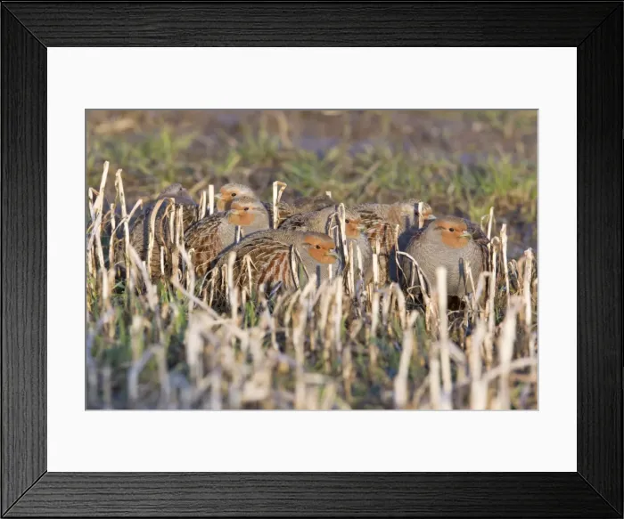 Framed Print : Grey / Common Partridge - covey resting on corn stubble in winter - Lower Saxony - Germany Framed Print : Grey / Common Partridge - covey resting on corn stubble in winter - Lower Saxony - Germany