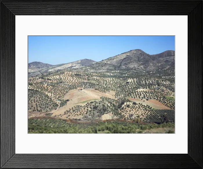 Framed Print : Olive Plantations - on hill slopes, beside township Olvera, Andalucia, Spain Framed Print : Olive Plantations - on hill slopes, beside township Olvera, Andalucia, Spain