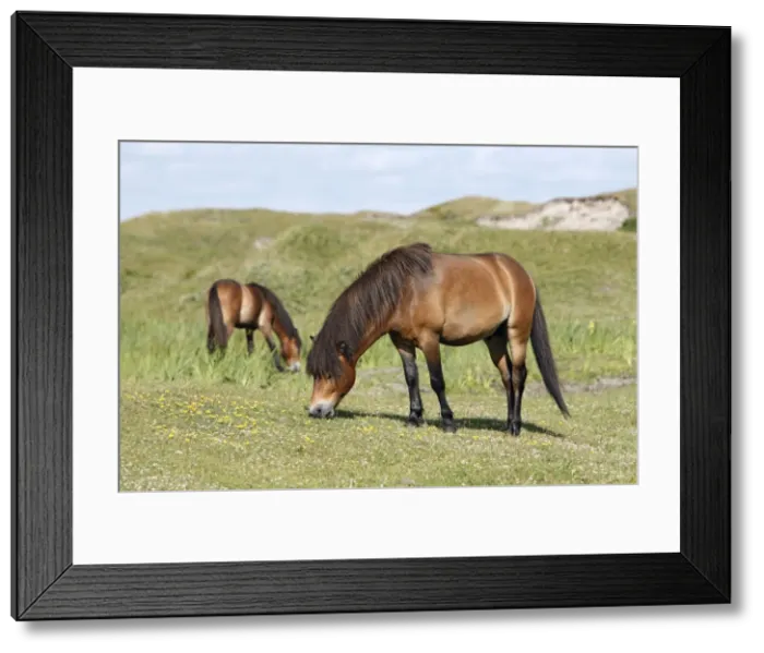Framed Print : Exmoor Pony - 2 ponies grazing on marshland, De Bollekamer sand dune NP, Island of Texel, Holland Framed Print : Exmoor Pony - 2 ponies grazing on marshland, De Bollekamer sand dune NP, Island of Texel, Holland