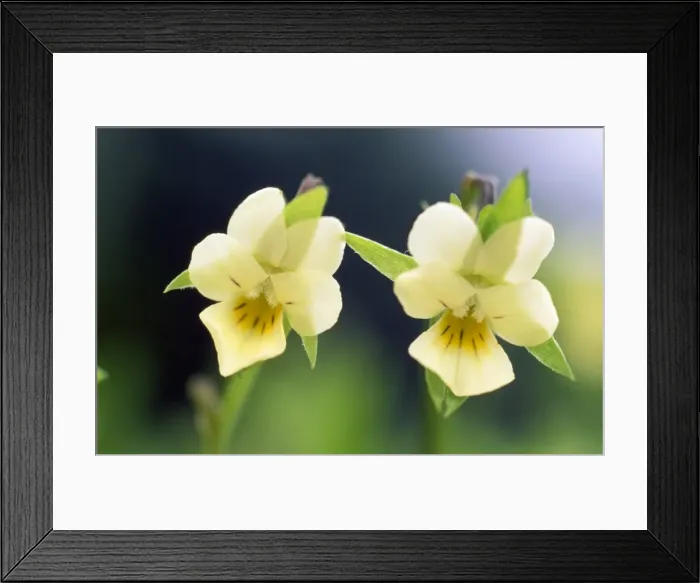 Framed Print : Field Pansy Framed Print : Field Pansy