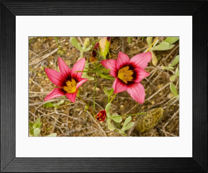Framed Print : Sand-crocus - on renosterveld, West Cape, South Africa Framed Print : Sand-crocus - on renosterveld, West Cape, South Africa