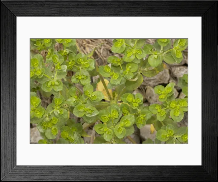 Framed Print : Broad-leaved spurge Framed Print : Broad-leaved spurge