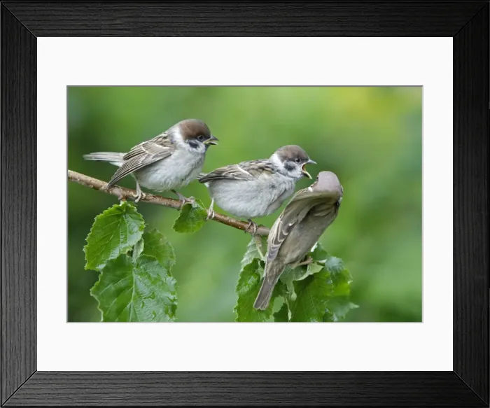 Framed Print : Tree Sparrow - two fledgelings begging for food from adult - Lower Saxony - Germany Framed Print : Tree Sparrow - two fledgelings begging for food from adult - Lower Saxony - Germany
