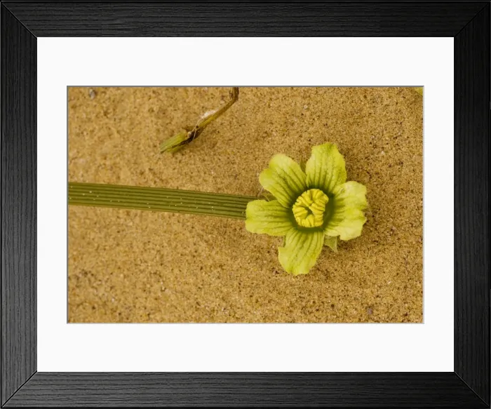 Framed Print : Nara plant Acanthosicya horrida - widely used by local Topnaar people. Namibia Framed Print : Nara plant Acanthosicya horrida - widely used by local Topnaar people. Namibia