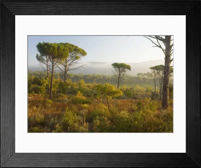 Framed Print : Umbrella Pine (or Stone Pine) Pinus pinea woodland, with scrub below, in Ribeirotte Valley, Var, Provence. France Framed Print : Umbrella Pine (or Stone Pine) Pinus pinea woodland, with scrub below, in Ribeirotte Valley, Var, Provence. France