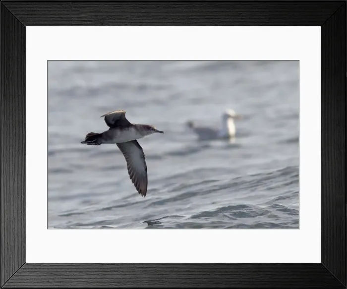 Framed Print : Balearic Shearwater - in flight over the sea - Dorset UK - August Framed Print : Balearic Shearwater - in flight over the sea - Dorset UK - August
