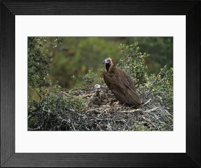 Framed Print : Black Vulture - at nest with Chick Framed Print : Black Vulture - at nest with Chick