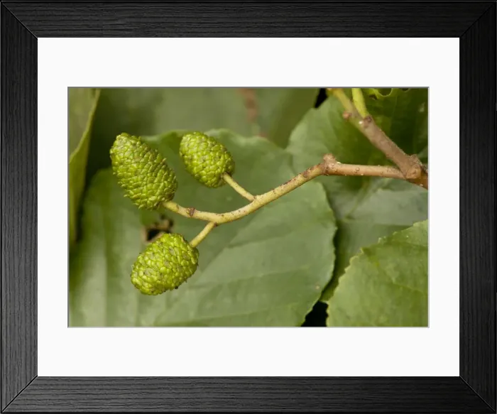 Framed Print : Common alder: cones Framed Print : Common alder: cones