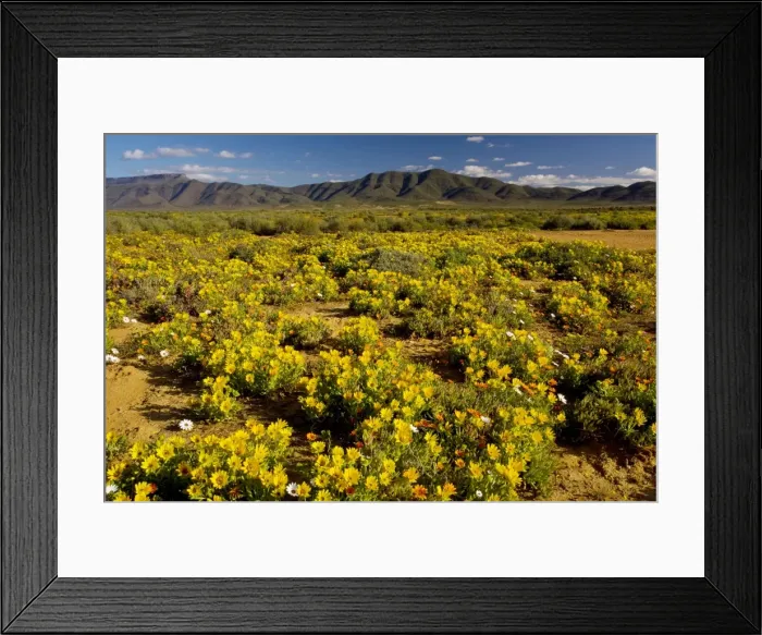 Framed Print : The desert in full flower in spring near Vanrhynsdorp, boundary of Namaqua Desert and West Coast area; foreground dominated by a Salad Thistle (Didelta spinosa), South Africa Framed Print : The desert in full flower in spring near Vanrhynsdorp, boundary of Namaqua Desert and West Coast area; foreground dominated by a Salad Thistle (Didelta spinosa), South Africa