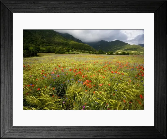 Framed Print : Poppies (Papaver rhoeas) and cornflowers (Centaurea cyanus) in a mountain cornfield, edge of Ecrins National Park, France Framed Print : Poppies (Papaver rhoeas) and cornflowers (Centaurea cyanus) in a mountain cornfield, edge of Ecrins National Park, France