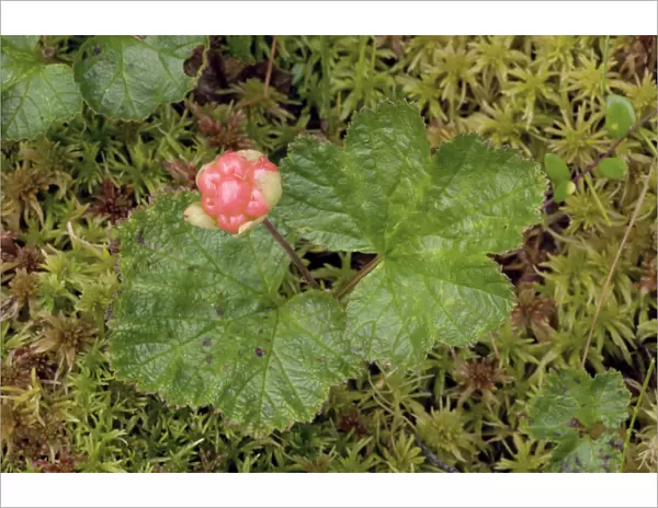 Cloudberry (Rubus chamaemorus), in fruit. Scotland