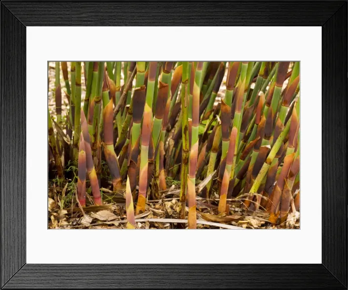 Framed Print : A member of the Restionaceae family - A Cape floral Kingdom endemic family: Elegia capensis. Also grown in gardens. South Africa Framed Print : A member of the Restionaceae family - A Cape floral Kingdom endemic family: Elegia capensis. Also grown in gardens. South Africa