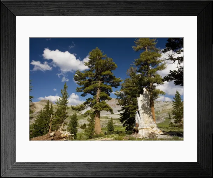 Framed Print : Western White Pine - Sierra Nevada, California Framed Print : Western White Pine - Sierra Nevada, California