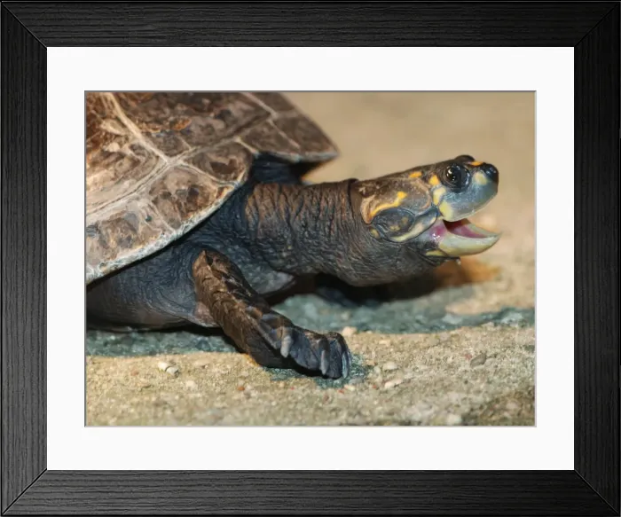 Framed Print : Yellow Spotted River Turtle. Amazon Basin Framed Print : Yellow Spotted River Turtle. Amazon Basin