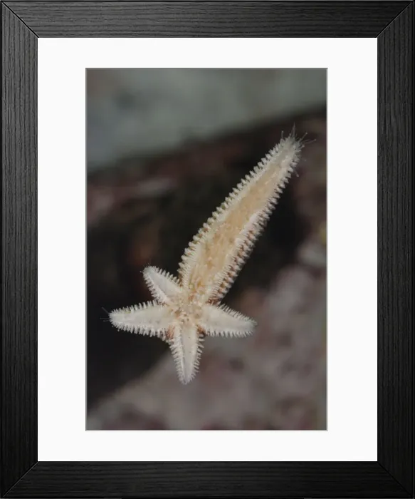 Framed Print : Starfish regenerating whole body and four arms from single arm and central disc following injury Framed Print : Starfish regenerating whole body and four arms from single arm and central disc following injury