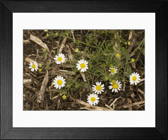 Framed Print : Corn chamomile (Anthemis arvensis); cornfield weed, Somerset Framed Print : Corn chamomile (Anthemis arvensis); cornfield weed, Somerset