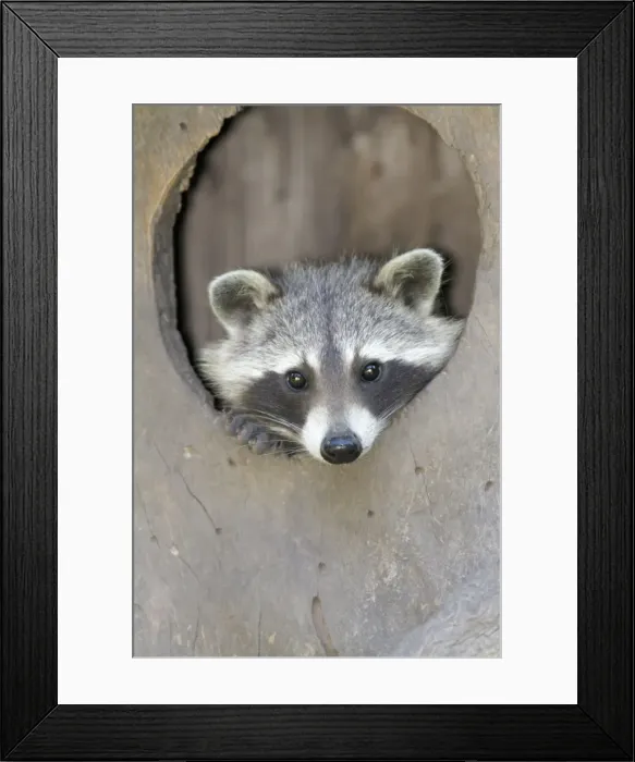 Framed Print : Raccoon - peering out of entrance to den - Hessen - Germany Framed Print : Raccoon - peering out of entrance to den - Hessen - Germany