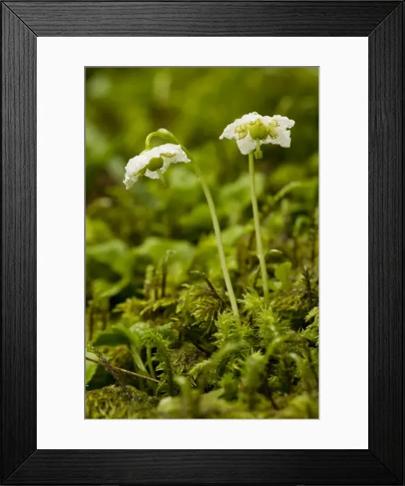 Framed Print : One-flowered wintergreen or St Olaf's Candle (Moneses uniflora), in shady coniferous woodland. Very rare in UK (Scotland) Framed Print : One-flowered wintergreen or St Olaf's Candle (Moneses uniflora), in shady coniferous woodland. Very rare in UK (Scotland)