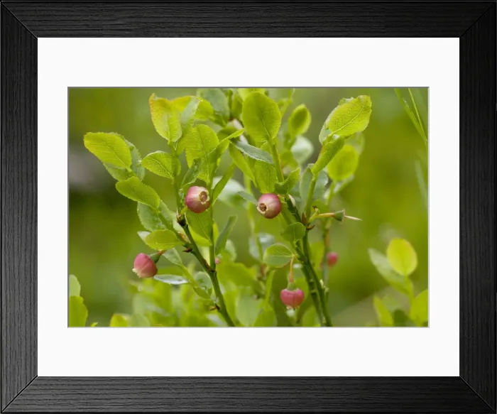 Framed Print : Bilberry (Vaccinium myrtillus) in flower. Exmoor Framed Print : Bilberry (Vaccinium myrtillus) in flower. Exmoor